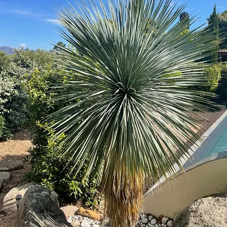 Porto-vecchio 4 Avec Piscine ポルトヴェッキオ