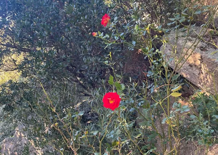 Porto-vecchio 4 Avec Piscine 别墅 维琪奥港